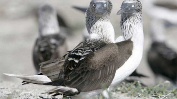 Photo from the movie Animals in Love