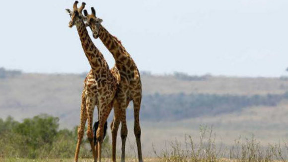 Photo from the movie Animals in Love