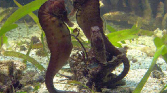 Photo from the movie Animals in Love