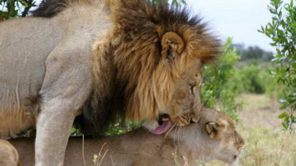 Photo from the movie Animals in Love