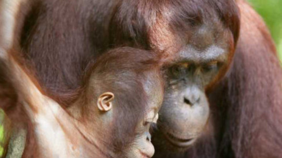 Photo from the movie Animals in Love