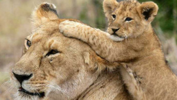 Photo from the movie Animals in Love