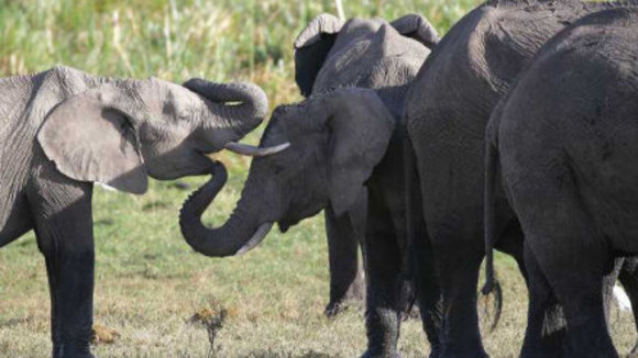 Photo from the movie Animals in Love