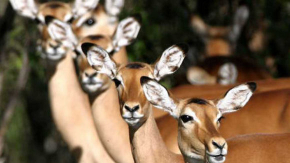 Photo from the movie Animals in Love