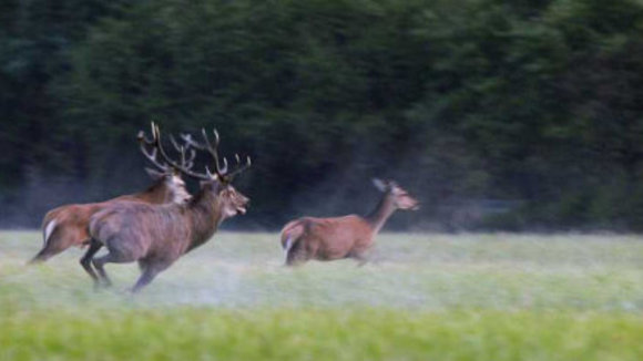 Photo from the movie Animals in Love