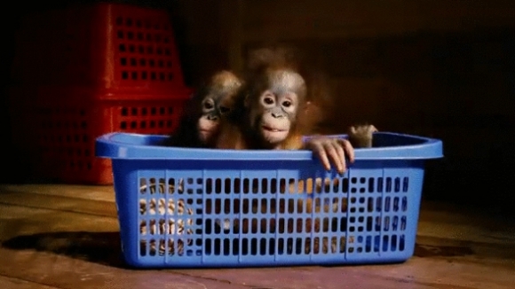 Photo from the movie Born to Be Wild