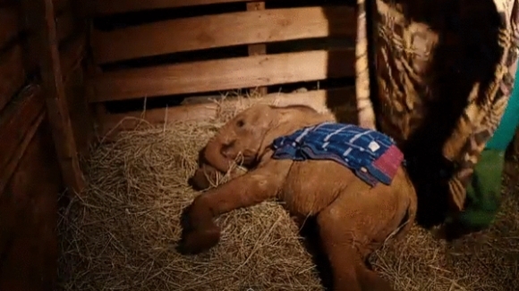 Photo from the movie Born to Be Wild