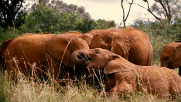 Photo from the movie Born to Be Wild