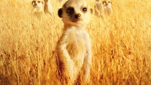 Photo from the movie The Meerkats