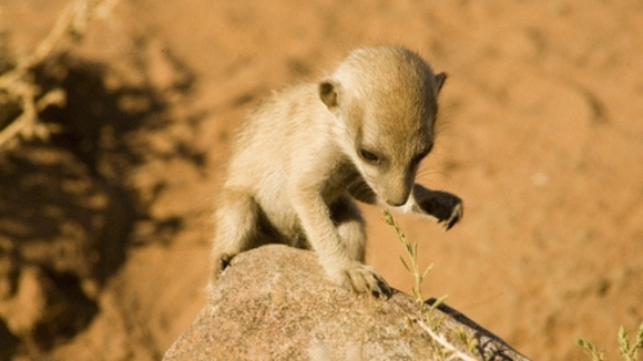 Photo from the movie The Meerkats