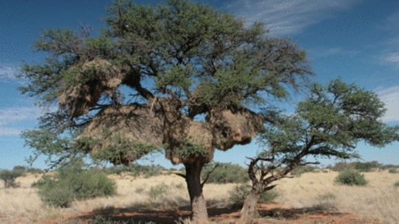 Photo from the movie The Meerkats