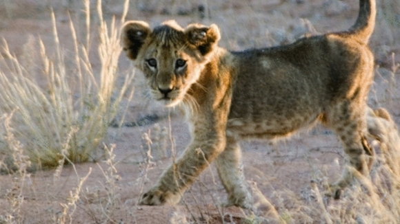 Photo from the movie The Meerkats