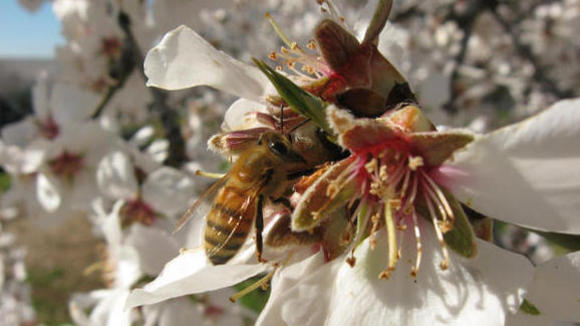 Photo from the movie More Than Honey