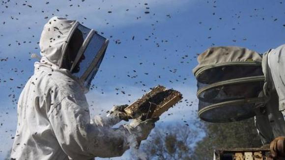 Photo from the movie More Than Honey