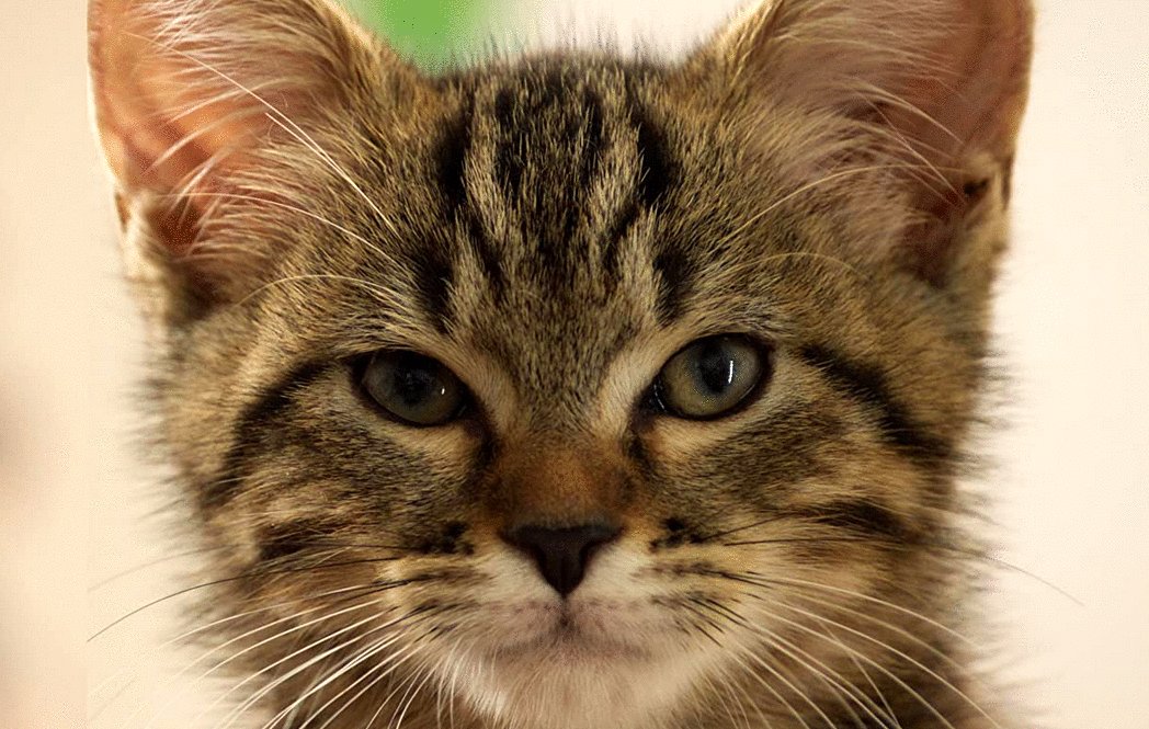 Photo from the movie Mon chat et moi: La grande aventure de Rroû [2023]