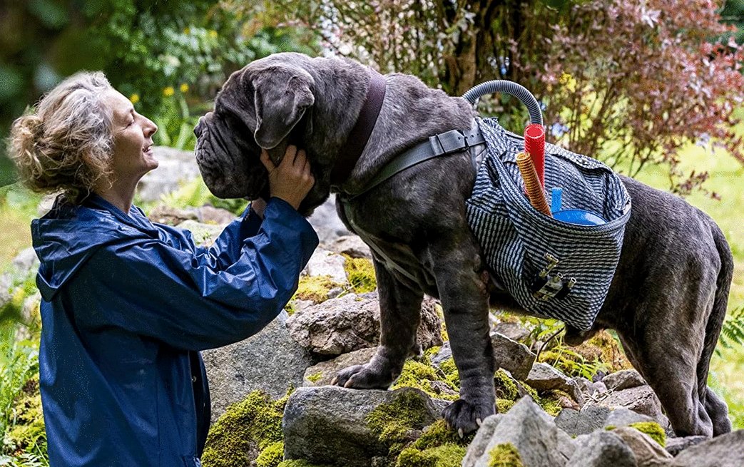 Photo from the movie Mon chat et moi: La grande aventure de Rroû [2023]