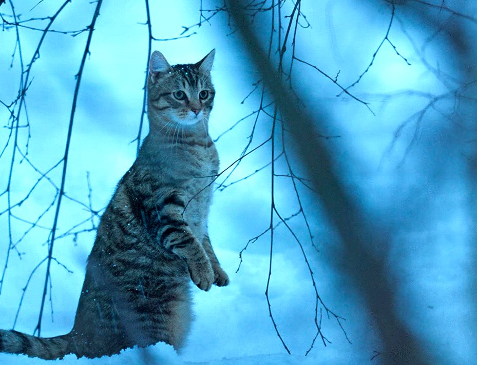 Photo from the movie Mon chat et moi: La grande aventure de Rroû [2023]