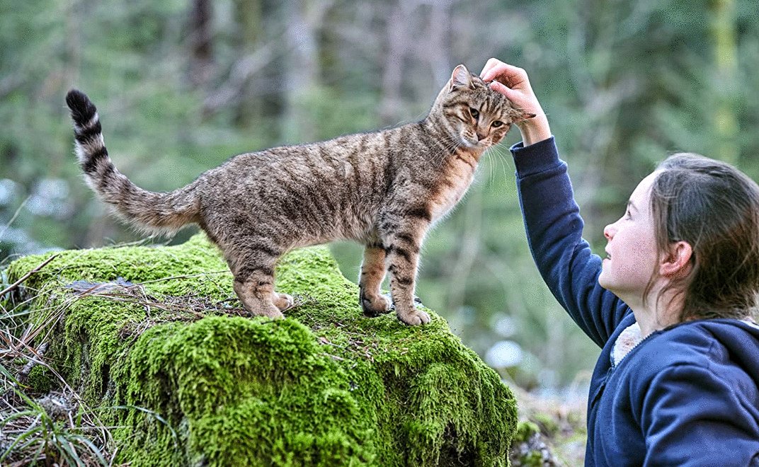 Photo from the movie Mon chat et moi: La grande aventure de Rroû [2023]