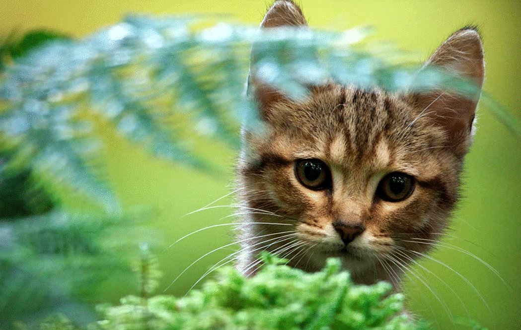 Photo from the movie Mon chat et moi: La grande aventure de Rroû [2023]