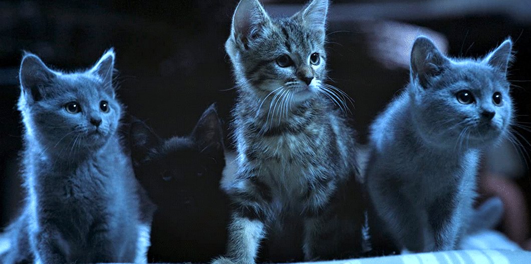 Photo from the movie Mon chat et moi: La grande aventure de Rroû [2023]