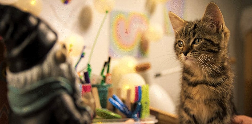 Photo from the movie Mon chat et moi: La grande aventure de Rroû [2023]