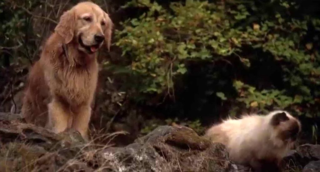 Photo from the movie Homeward Bound: The Incredible Journey