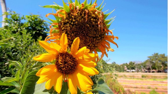 Photo from the movie Plant This Movie