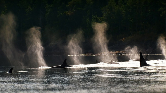 Photo from the movie Blackfish