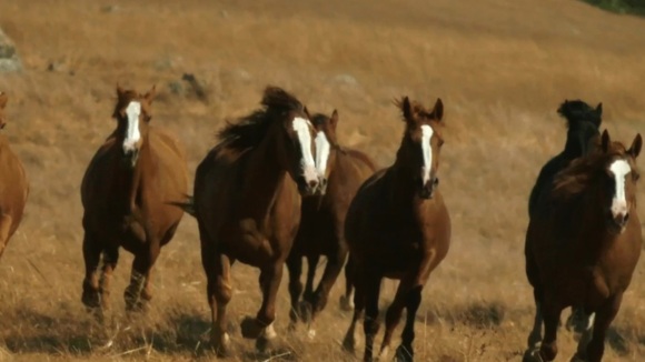 Photo from the movie The Dog Lover