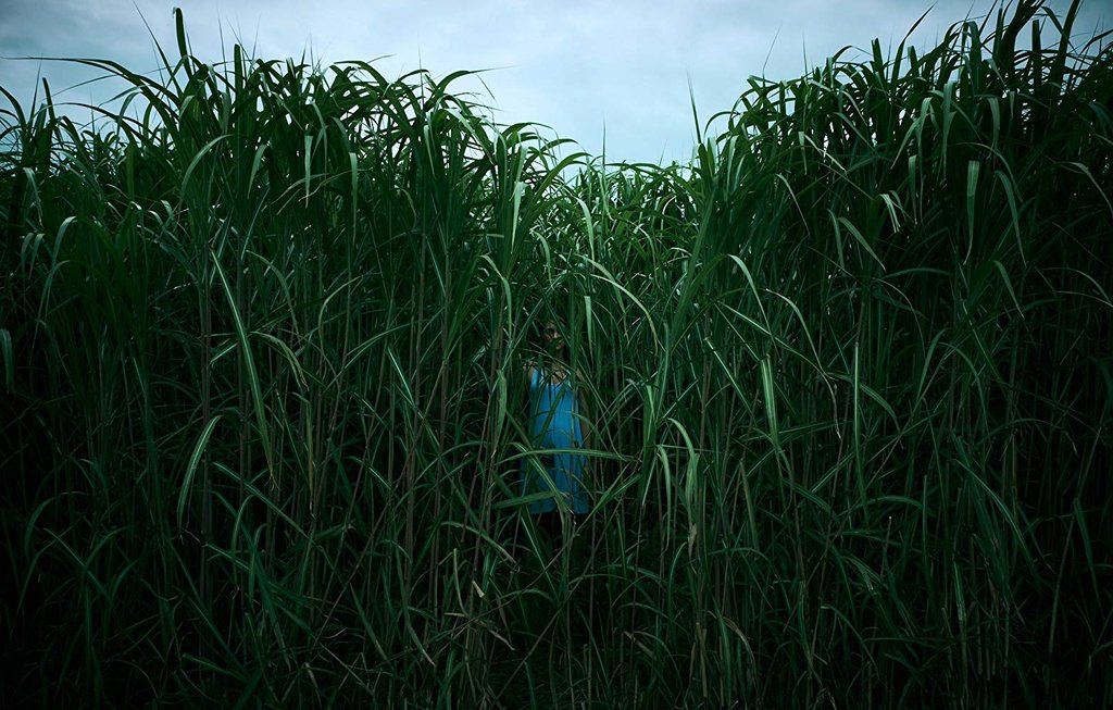 Photo from the movie In the Tall Grass