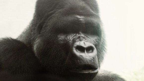 Photo from the movie Qu'est-ce qu'on fait ici