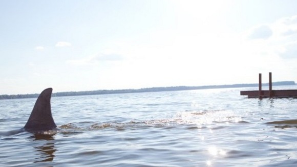 Photo from the movie Shark Night