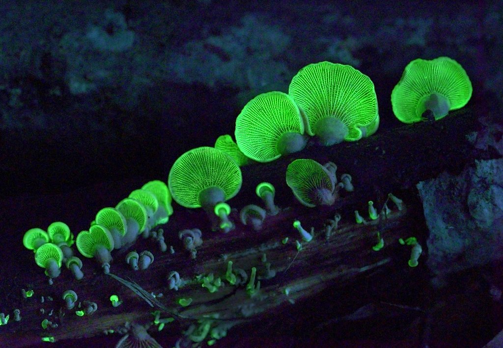 Photo from the movie Attenborough's Life That Glows