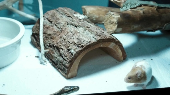 Photo from the movie Emelie