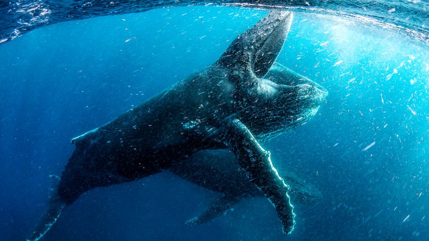 Photo from the movie Our Planet