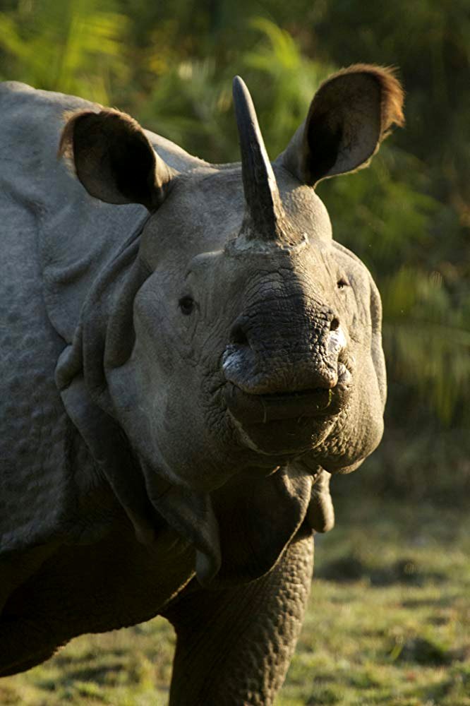 Photo from the movie Our Planet