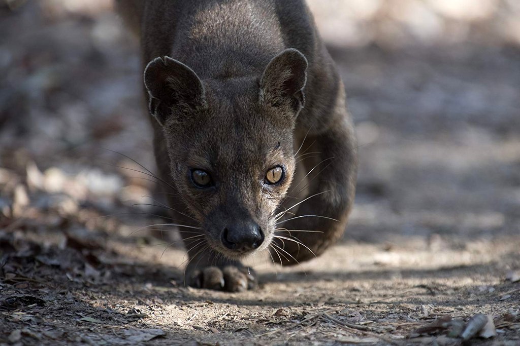 Photo from the movie Our Planet