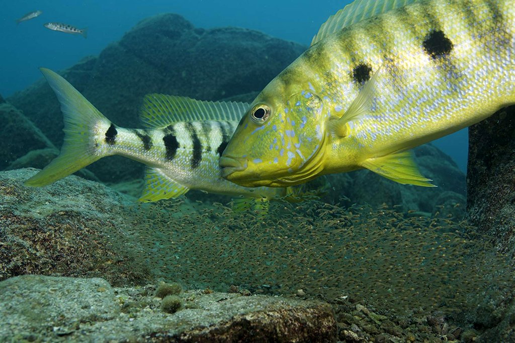 Photo from the movie Our Planet