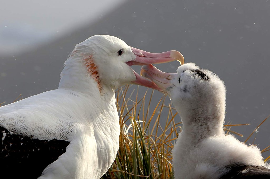 Photo from the movie Our Planet