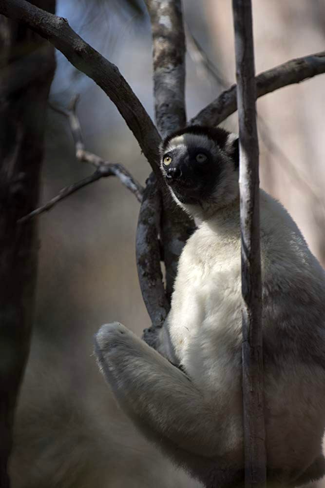 Photo from the movie Our Planet