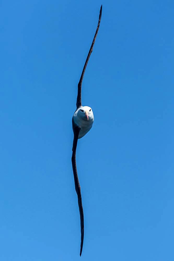 Photo from the movie Our Planet