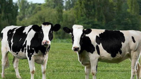 Photo from the movie Charlotte's Web