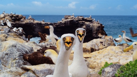 Photo from the movie Galapagos: Nature's Wonderland