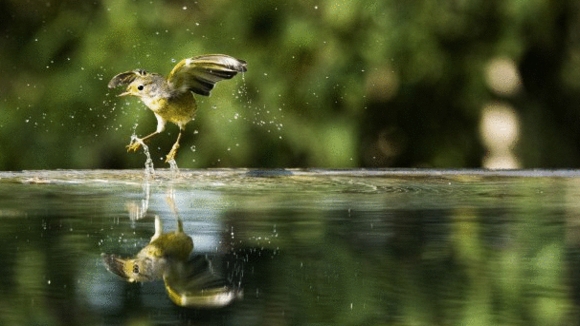 Photo from the movie Galapagos: Nature's Wonderland