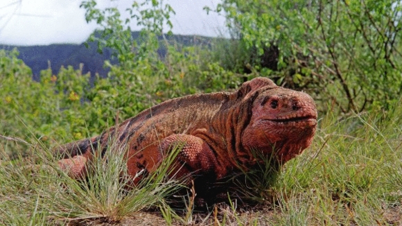 Photo from the movie Galapagos: Nature's Wonderland