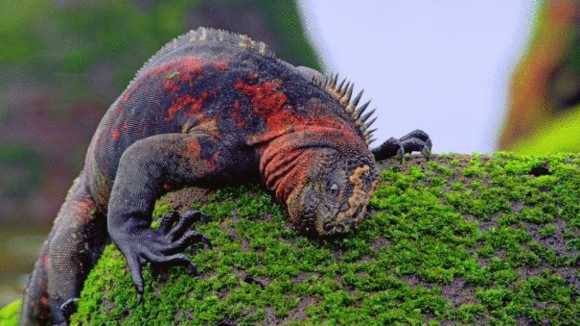 Photo from the movie Galapagos: Nature's Wonderland