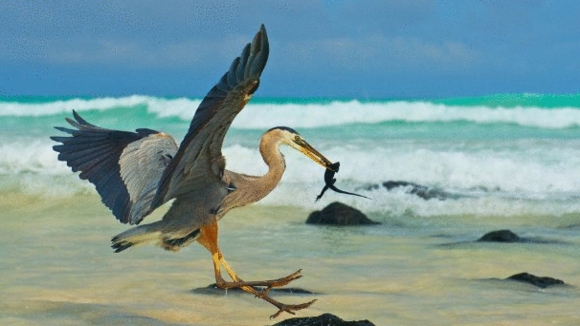 Photo from the movie Galapagos: Nature's Wonderland