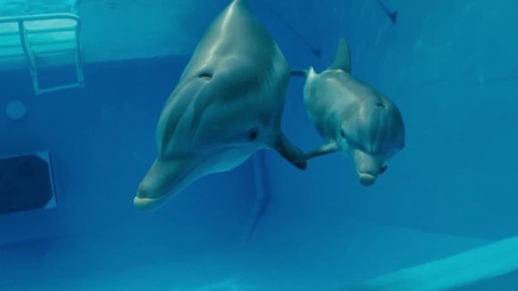 Photo from the movie Dolphin Tale 2
