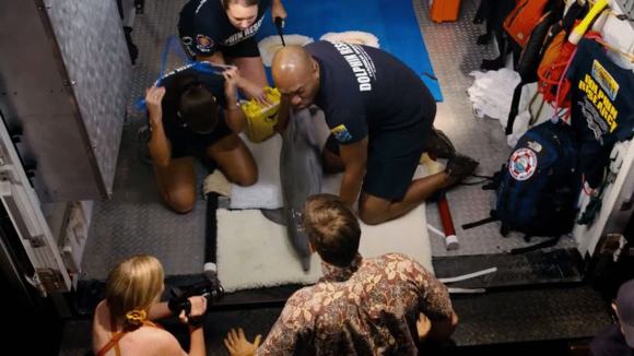 Photo from the movie Dolphin Tale 2