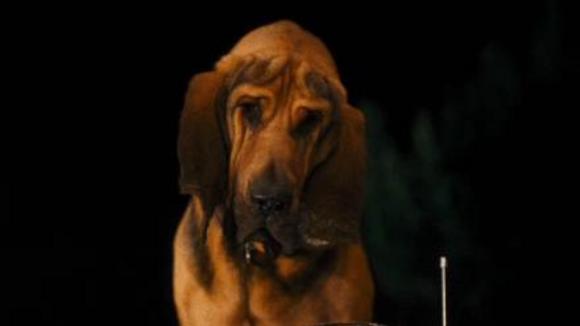 Photo from the movie Cats & Dogs: The Revenge of Kitty Galore